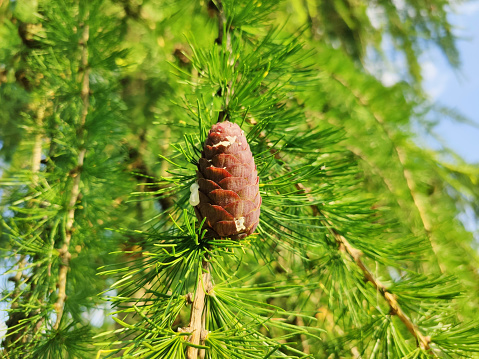 Larch tree cone growing on branch. Fresh resin oozes from the cone.