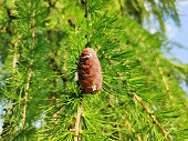 Larch tree cone growing on branch.