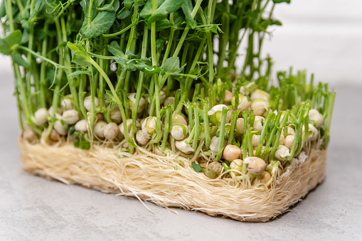 Ideal for themes of healthy eating, organic gardening, and farm-to-table cooking. Freshly snipped pea shoots lay scattered on a neutral backdrop, their tendrils and leaves creating a natural pattern.