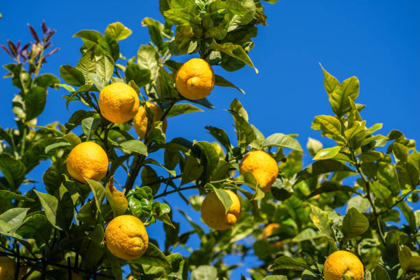 istock Ripe lemon fruits on lemon tree and blue sky at the background. 1919903218