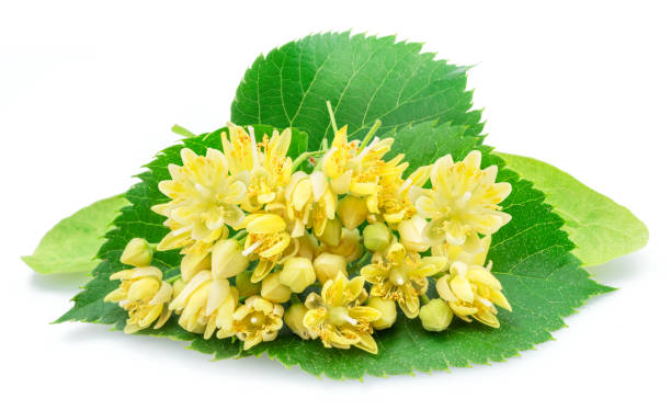 istock Linden flowers or lime tree flowers isolated on white background. 1919904787