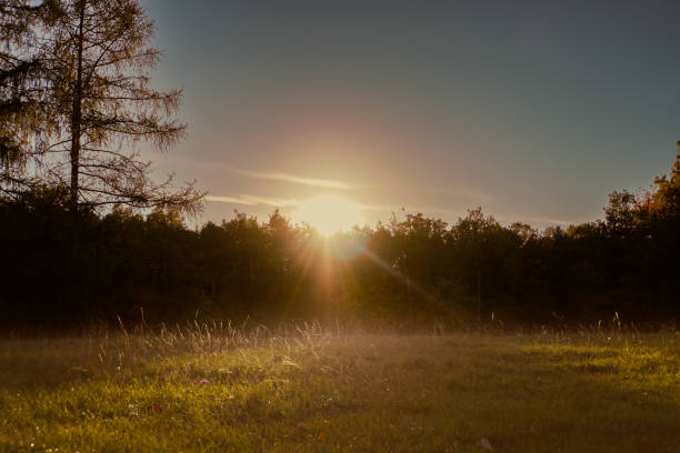 istock the sun is shining through the trees in a grassy field 1919904803