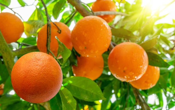 istock Ripe orange fruits on orange tree between lush foliage. View from below. Close-up. 1919906963