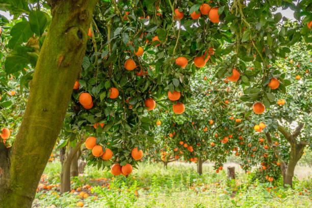 istock Orange trees or citrus sinensis almost covered with oranges. Great harvest in the orchard. 1919907481