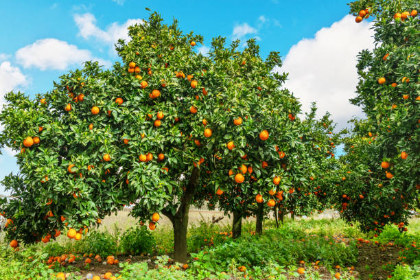istock Orange trees or citrus sinensis almost covered with oranges. Great harvest in the orchard. 1919908012
