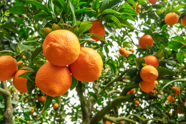 istock Ripe orange fruits on orange tree between lush foliage. View from below. 1919908014