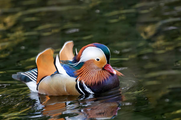 istock Mandarin Duck (Aix galericulata) - Splendid Visitor to Dublin's National Botanic Gardens 1919908548