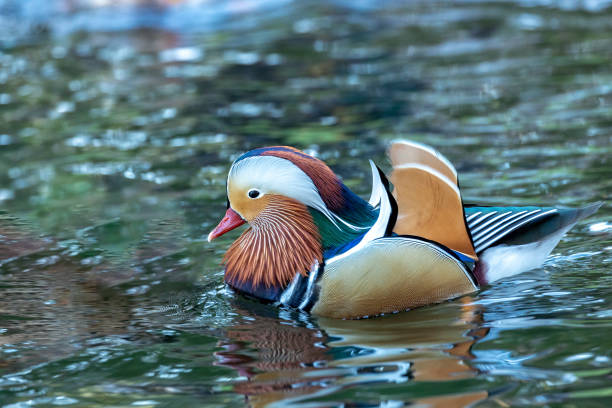 istock Mandarin Duck (Aix galericulata) - Splendid Visitor to Dublin's National Botanic Gardens 1919909054