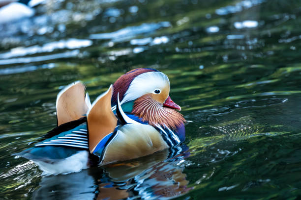 istock Mandarin Duck (Aix galericulata) - Splendid Visitor to Dublin's National Botanic Gardens 1919911188