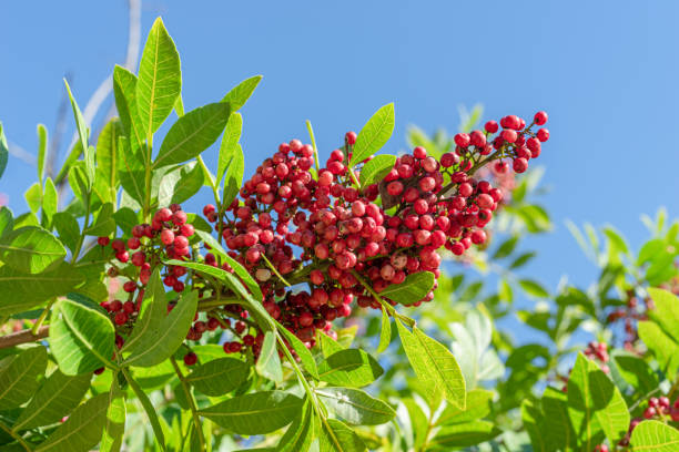 istock Fresh pink peppercorns on peruvian pepper tree branch. Blue sky at the background. 1919912325