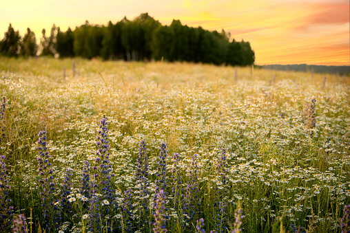 a field lushly blooming with wild flowers and daisies at sunset and a forest in the distance