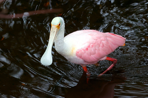 Roseate Spoonbill (Platalea ajaja) at the Wakodahatchee Wetlands