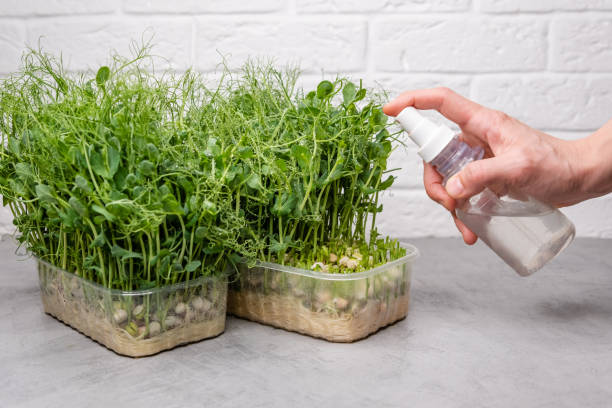 istock Freshly harvested microgreens, vibrant and lush, lie ready for culinary use. 1919931959