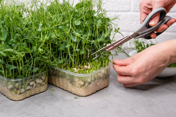 istock Vibrant microgreens flourish under the careful trim of kitchen scissors. 1919935604