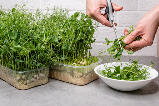 This image captures the essence of clean eating and the farm-to-table movement, showcasing the raw beauty of green shoots ready to enhance any gourmet dish.