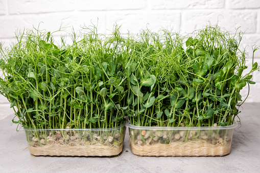 Crisp and vibrant microgreens flourish in a home environment, representing the pinnacle of sustainable and healthy living. Perfect for culinary enthusiasts and green lifestyle practitioners