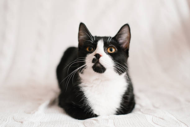 istock Cute black and white cat looking at the camera in bed 1919958048