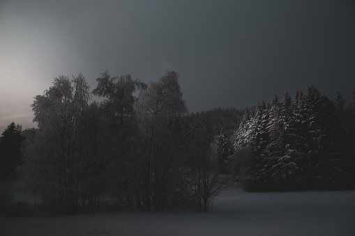 Dark atmosphere in snow and extreme low temperature in the forest of Les Pléiades, Switzerland