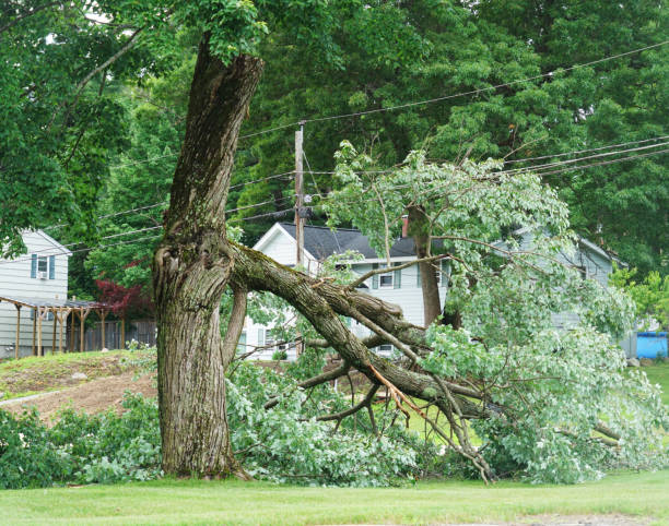 istock fallen tree in the storm in the yard 1919970595