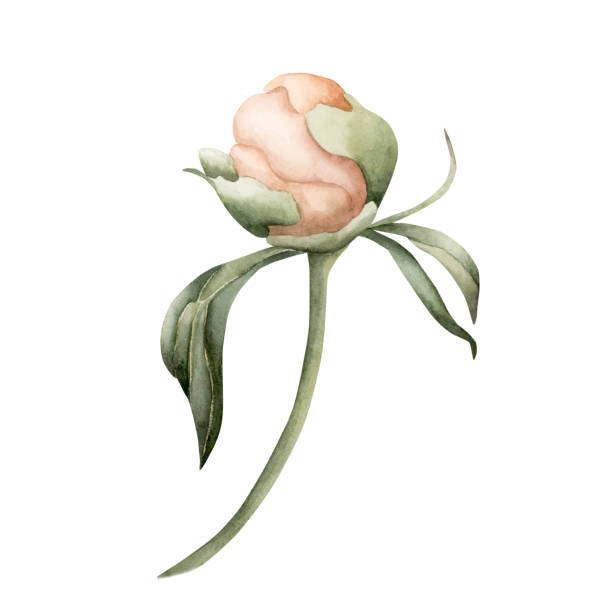 pączek brzoskwiniowego kwiatu piwonii meszek na łodydze z liśćmi. kwiatowa akwarela ilustracja ręcznie malowana na białym tle - invitation tea flower bouquet stock illustrations