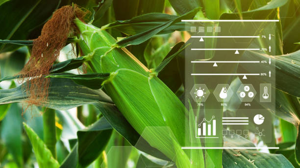 istock Corn field with infographics Smart farming and precision agriculture 4.0 with IoT, digital technology agriculture and smart farming concept. 1919980134