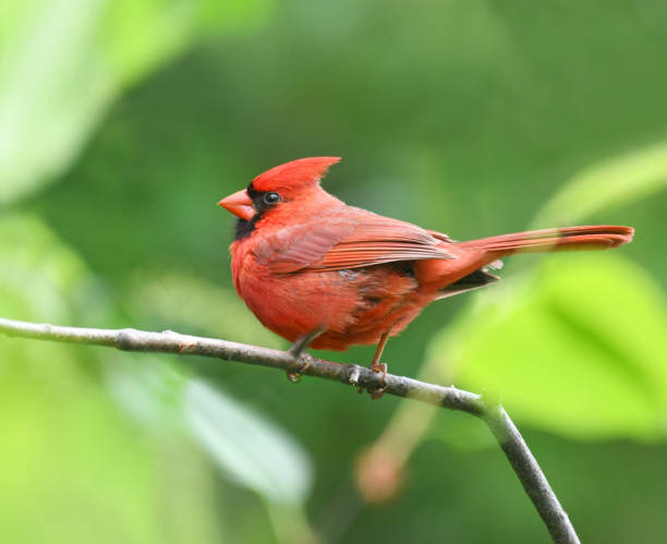 istock red cardinals standing on the spring green tree branch 1919980662