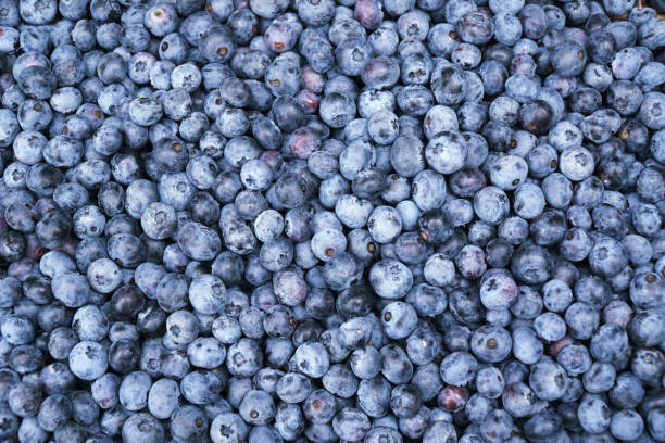 istock fresh picked blueberry as food background 1919980665