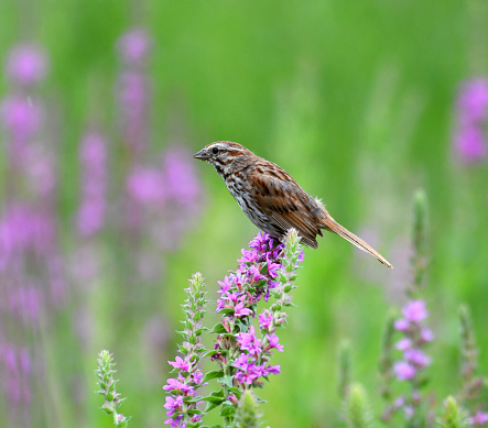 sparrow bird standing on the wildflower