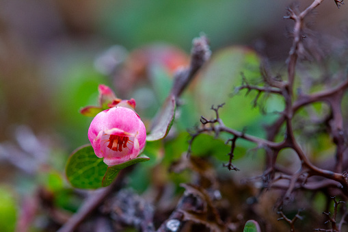 Alpine blueberry or bilberry flower or Vaccinium uliginosum found growing on the arctic tundra, north of Arviat, Nunavut, Canada. Vaccinium uliginosum is a circumpolar and circumboreal complex of tetra-, hexa-, octo-, and dodecaploids