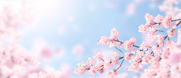 istock Horizontal banner with sakura flowers of pink color on sunny backdrop. Beautiful nature spring background with a branch of blooming sakura. Sakura blossoming season in Japan 1920002349