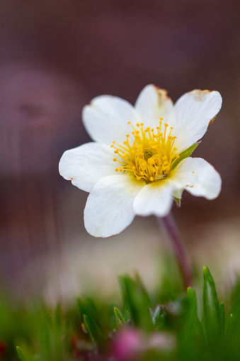 Arctic mountain aven or alpine dryad, an arctic-alpine flowering plant found on the arctic tundra that thrives in the cold environments, near Arviat, Nunavut, Canada