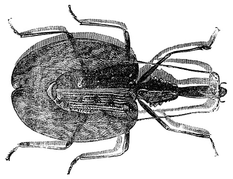 A Violin Beetle insect (mormolyce phyllodes). Vintage etching circa 19th century.