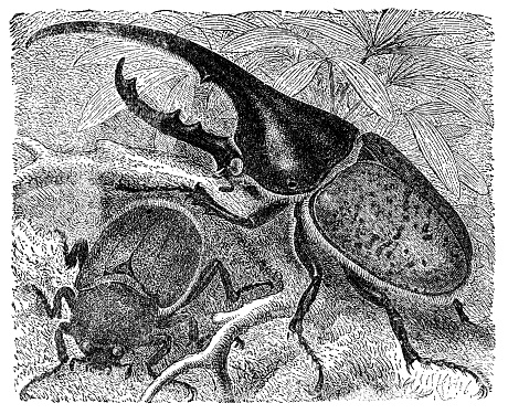 A male and female Hercules Beetle insects (dynastes hercules). Vintage etching circa 19th century.