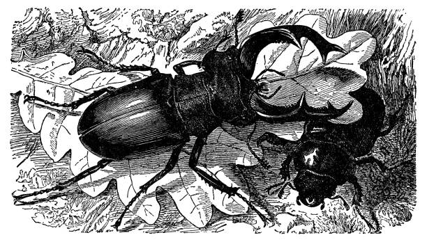 20+ Lucanus Cervus Insect Animals Antique Illustration Stock
