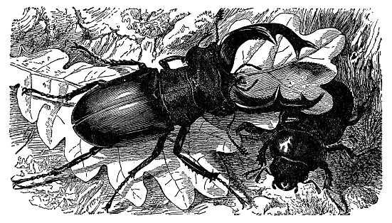 A male and female Greater Stag Beetle insects (lucanus cervus). Vintage etching circa 19th century.