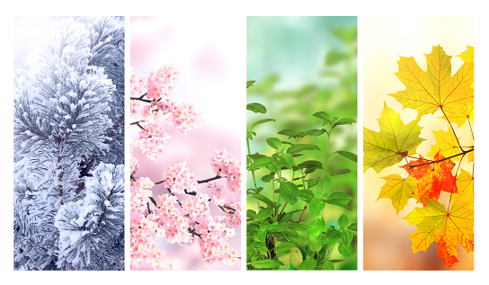 Four seasons of year. Set of vertical nature banners with winter, spring, summer and autumn scenes. Nature collage with seasonal scenics. Copy space for text