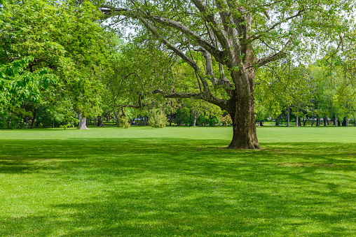 beautiful city park in early spring in sunny weather. Green grass with shadows from a big tree. High quality photo