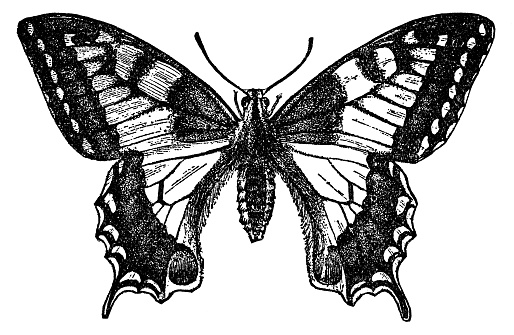 An Old World Butterfly insect (papilio machaon). Vintage etching circa 19th century.