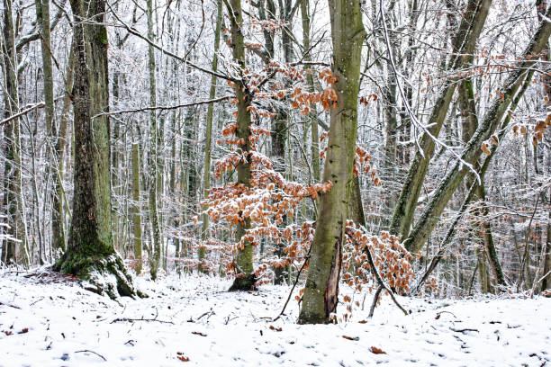 istock A beautiful winter forest in Bavaria 1920017234