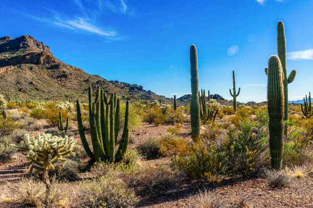 organ pipe national park, group of large cacti against a blue sky (stenocereus thurberi) and carnegiea gigantea, arizona - carnegiea gigantean - fotografias e filmes do acervo