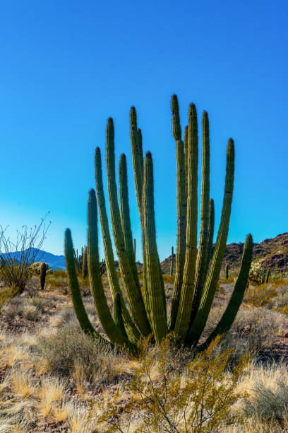 arizona, group of large cacti against a blue sky (stenocereus thurberi) and carnegiea gigantea. organ pipe national park - carnegiea gigantean - fotografias e filmes do acervo