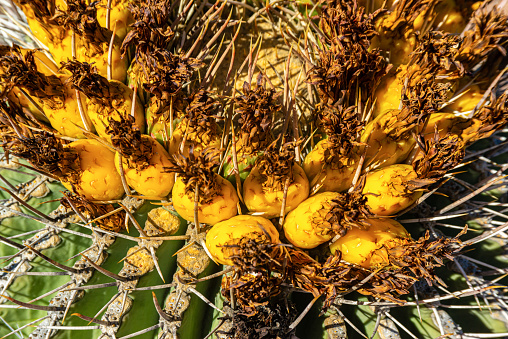 Prickly Pear Cactus in Mexico