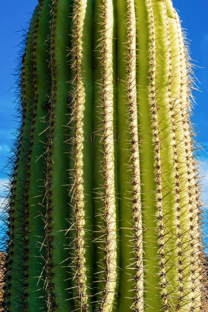 fragment of a thick corky thorny stem of a saguaro cactus (carnegiea gigantea), arizona usa - carnegiea gigantean - fotografias e filmes do acervo