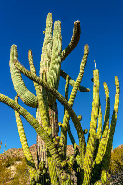 arizona, group of large cacti against a blue sky (stenocereus thurberi) and carnegiea gigantea. organ pipe national park - carnegiea gigantean - fotografias e filmes do acervo