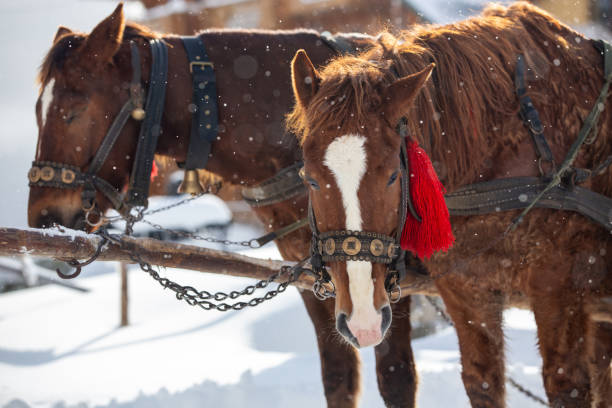 istock Horses at a ski resort. 1920020927