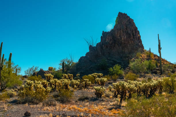 paisagem do deserto com cactos, cylindropuntia sp. - saguaro national monument - fotografias e filmes do acervo