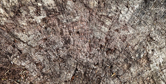 Beautiful wooden texture. Abstract stump backdrop. Cracked and scratched wooden background