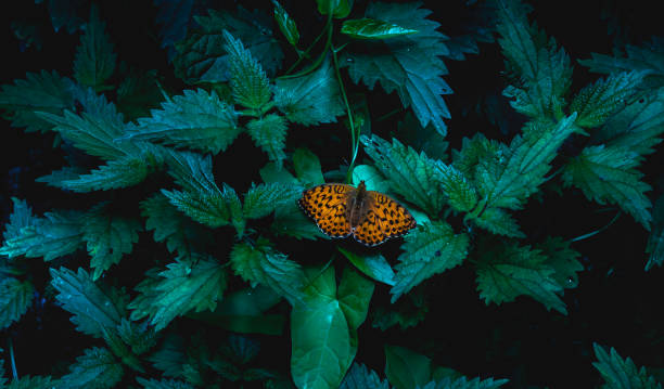 An orange butterfly perched atop a green leafy plant in a dark, shadowy forest setting.