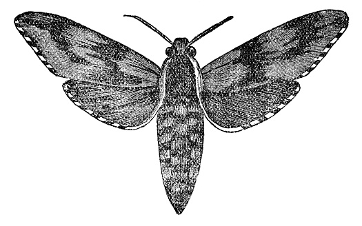 A Pine Hawkmoth insect (sphinx pinastri). Vintage etching circa 19th century.