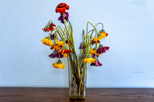 Dying multicolored Daisy flowers in a glass vase on a wooden table